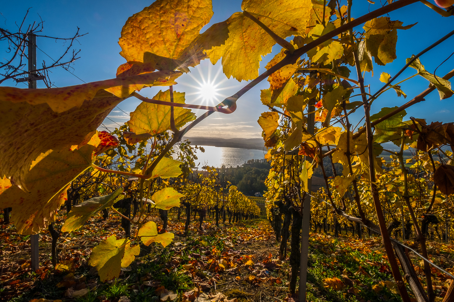 Goldener Herbst auf den Weinreben