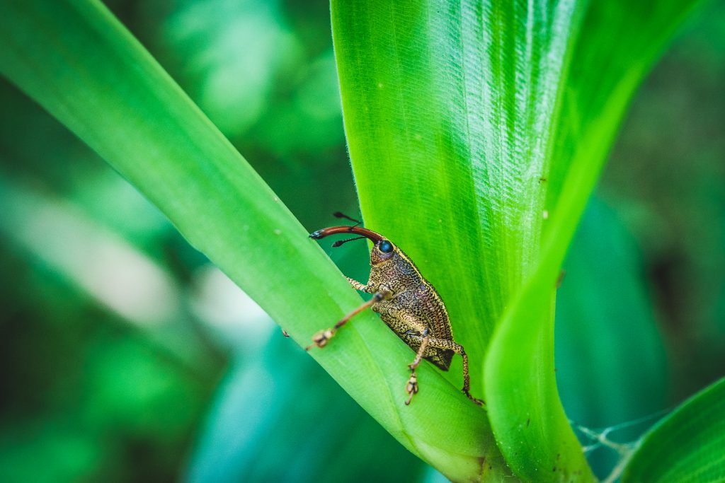 Unglaublich was für Insekten sich auf Costa Rica so rumtreiben